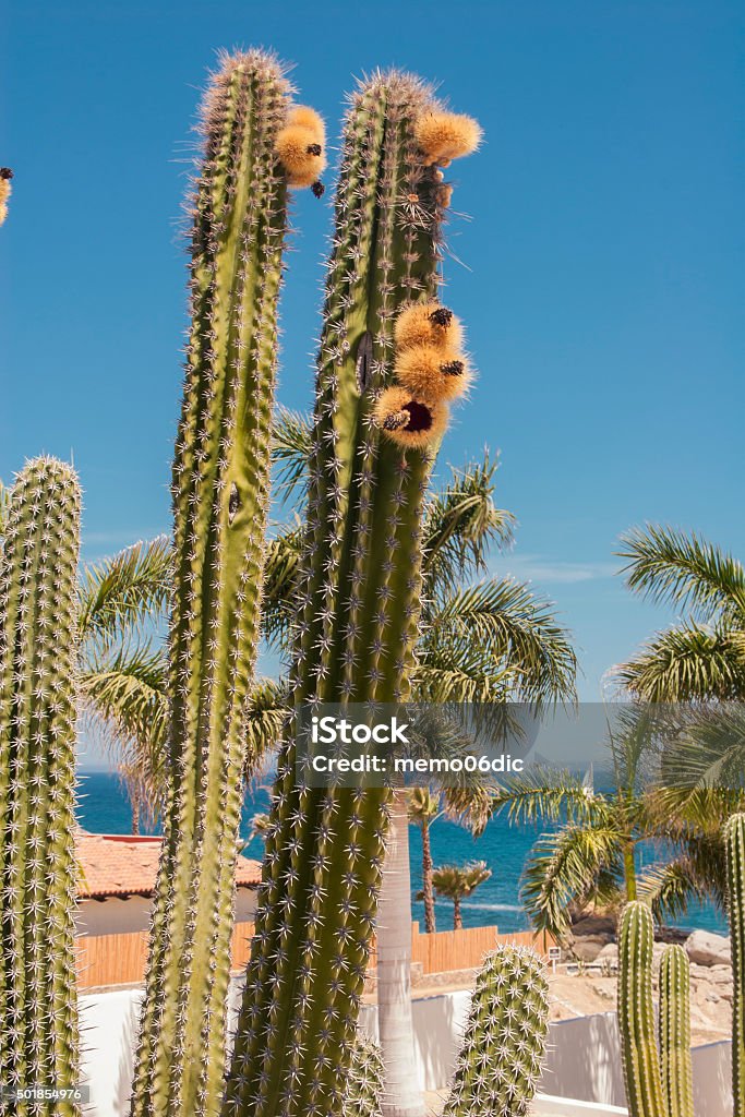 Cactus with a flower, Cabo San Lucas. Mexico Stock Photo