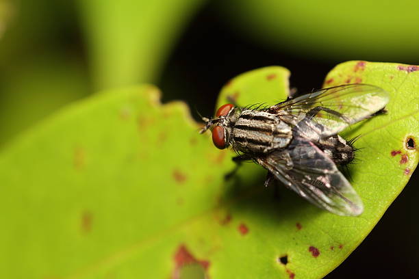istock Small bug and insect in the garden 501855102