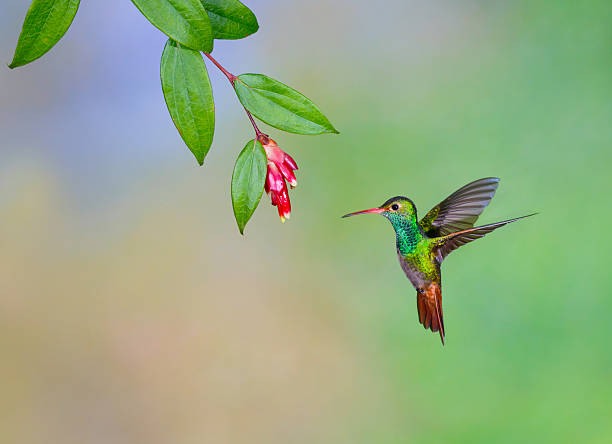 rufous hummingbird 、テール - ハチドリ ストックフォトと画像