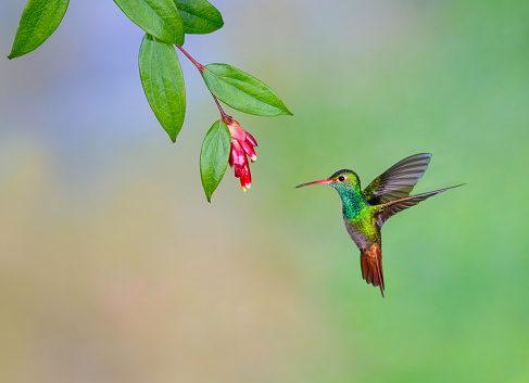 Rufous-tailed Hummingbird  