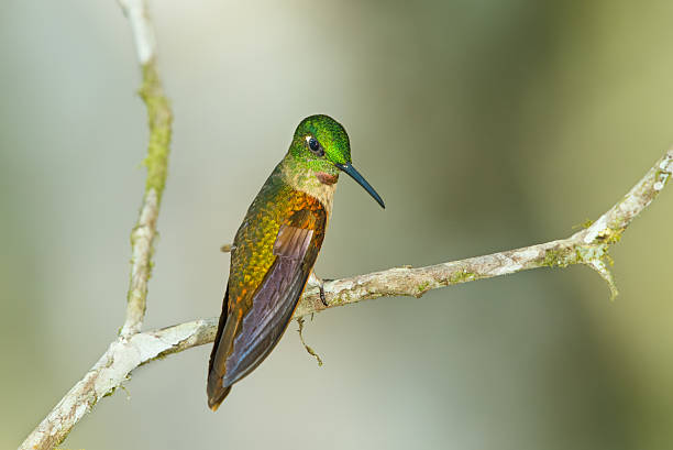 istock Hummingbird , Fawn-breasted Brilliant 501857058