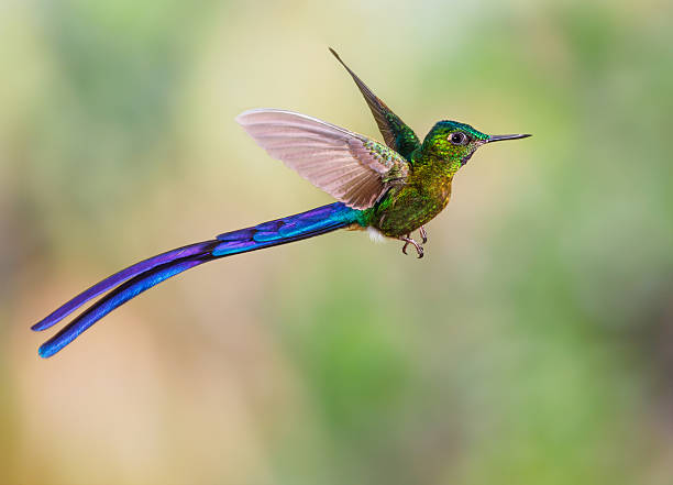 istock Hummingbird , Violet-tailed Sylph 501857094