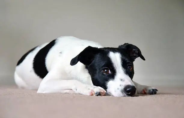 Lying dog breed Jack russell terrier