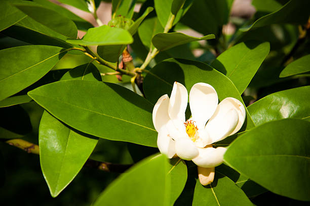 istock Gardenia at Philadephia Water Works 501859697