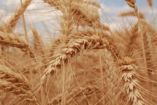 wheatfields in the meadow at summer