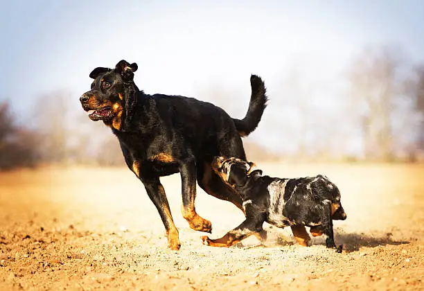 two fun beauceron rottweiler dog puppy outdoors