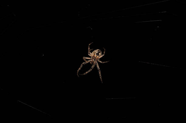 aranha tecelã à noite - cross spider imagens e fotografias de stock