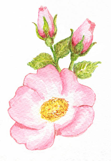 Watercolor and pencil drawing of wilde rose with two buds This is my artwork and I am the owner of the copyright. Watercolor and pencil drawing of a wild rose with two buds on white background. wilde bloem stock illustrations