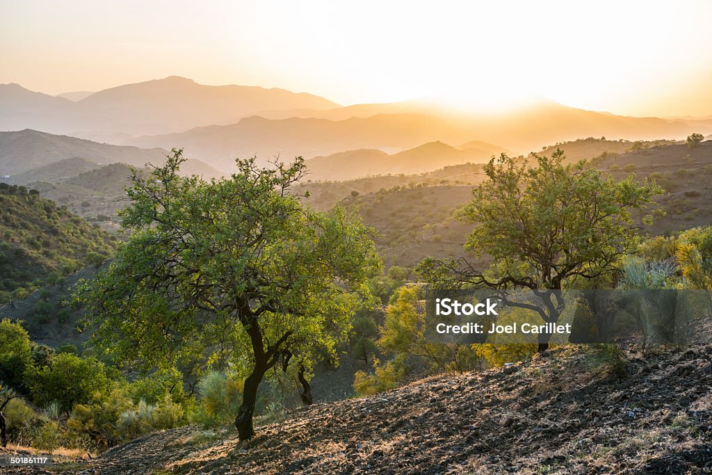Andalusian landscape at sunset with olive trees in Spain Beautiful Andalusian landscape and olive trees at sunset near Alora, Spain Olive Tree Stock Photo