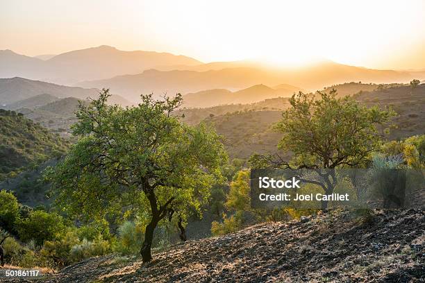 Andalusian Landscape At Sunset With Olive Trees In Spain Stock Photo - Download Image Now