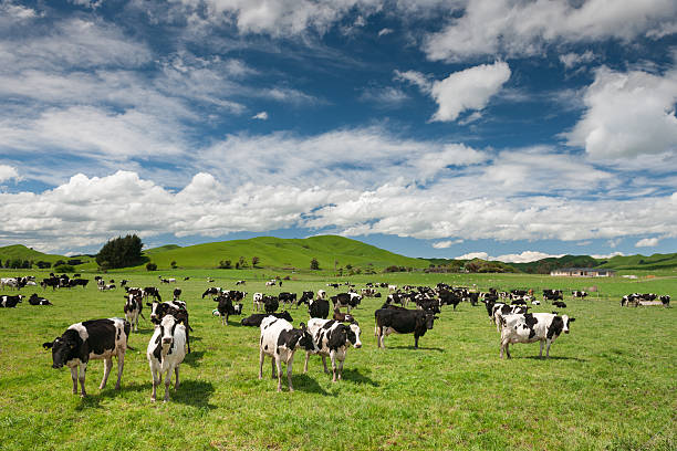 vaca ganado, nueva zelanda - beef cattle farm calf summer fotografías e imágenes de stock