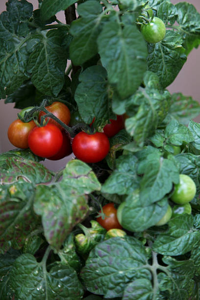 Tomate - fotografia de stock