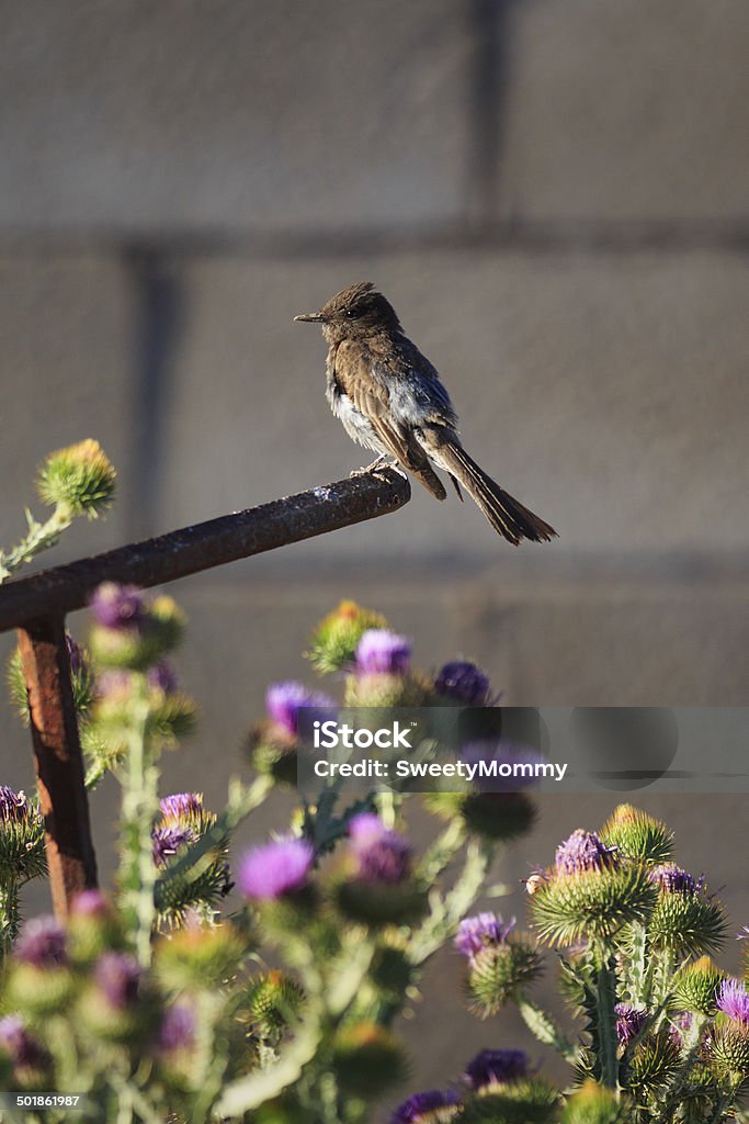 Negro Pheobe Vertical - Foto de stock de Aire libre libre de derechos