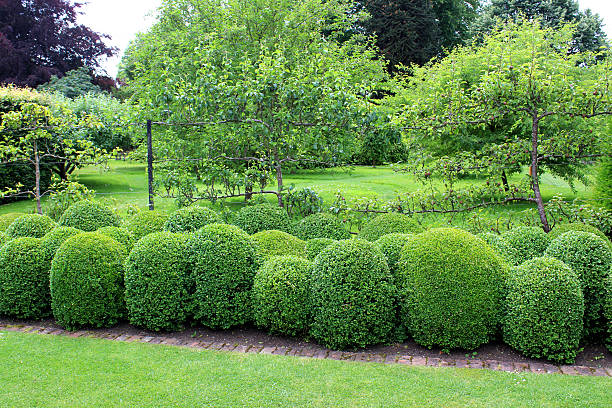 Photo showing an unusual boxwood hedging (buxus sempervirens), where the box plants have been individually clipped as oval ball shapes and allowed to grow together at the edges, to form this undulating topiary hedge.