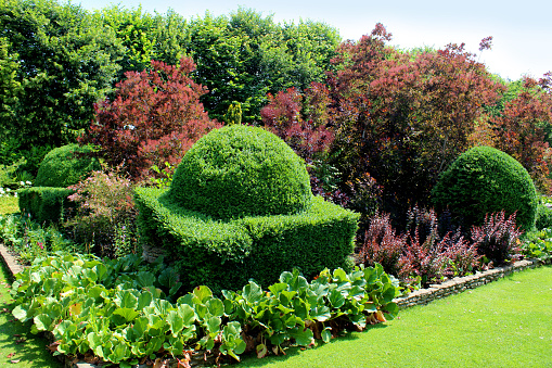 Photo showing an ornamental garden border with clipped topiary yew trees forming geometric shapes, herbaceous plants (including bergenia leaves), flowers and purple smoke bush shrubs (Cotinus coggygria 'Royal Purple').  The neat green lawn provides a pathway past the garden flower border, which is retained and edged with a small stone wall.