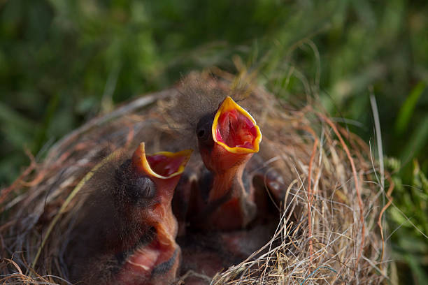 A close up image of a baby robin in a nest.