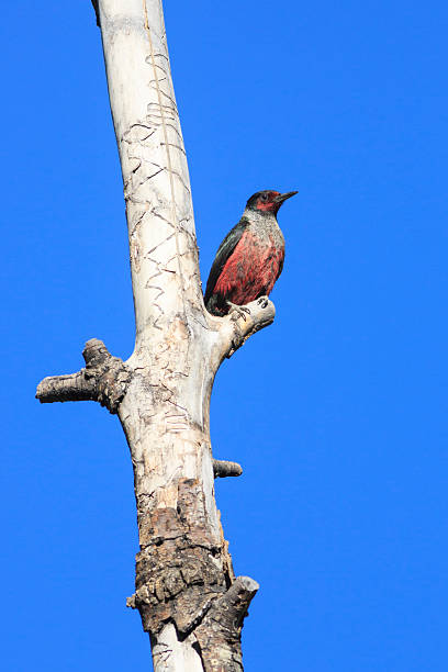 istock Lewis's Woodpecker 501862235
