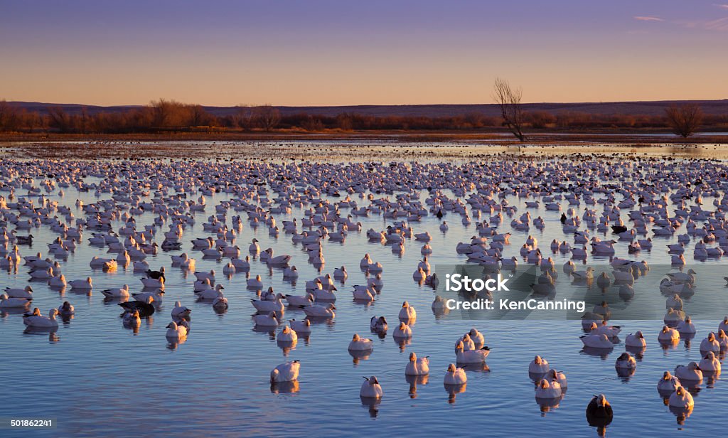 Gansos em zonas húmidas - Royalty-free América do Norte Foto de stock