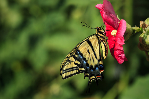 A Two-tailed Swallowtail Butterfly (Papilio multicaudata) alights on a hollyhock in a backyard garden.