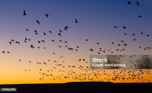 Foto de Bando Ao Nascer Do Sol e mais fotos de stock de América do Norte - América do Norte, Animal, Animal selvagem