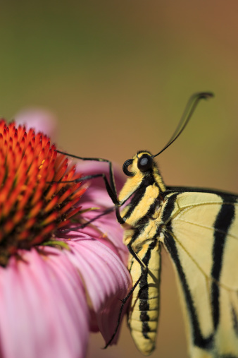 A Two-tailed Swallowtail Butterfly (Papilio multicaudata) alights on an Echinacea coneflower in a Utah garden