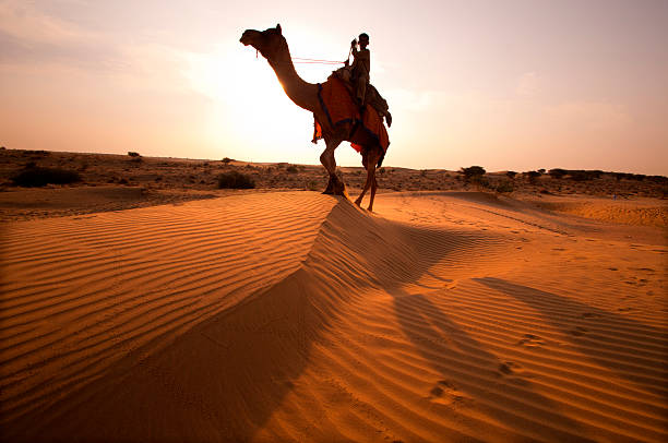 istock Camel Ride  in to sunset at Sand Dune 501862563