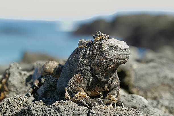 istock Galapagos Marine Iguana resting on rocks 501862615