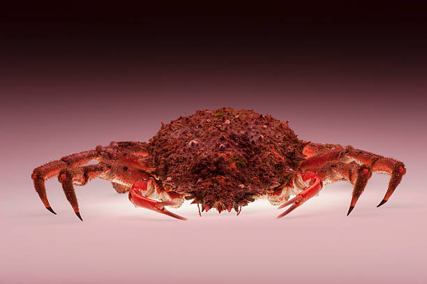 istock European spider crab, pink, orange, isolated, crustacean, shellfish 501862733