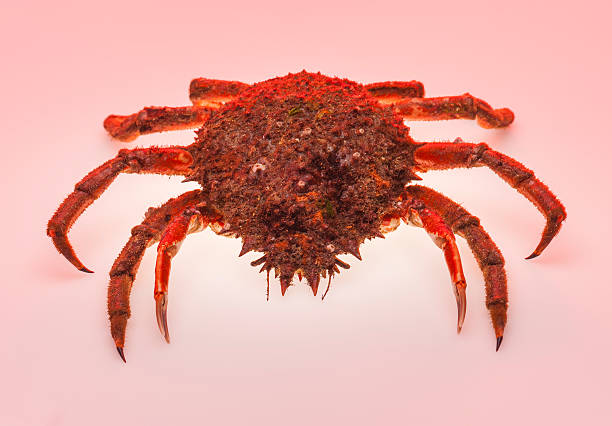 istock European spider crab, pink, orange, isolated, crustacean, shellfish, appetizing 501862737