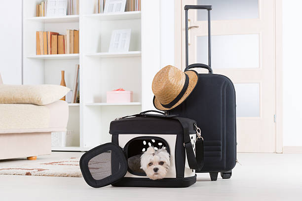 istock Dog sitting in his transporter 501863017