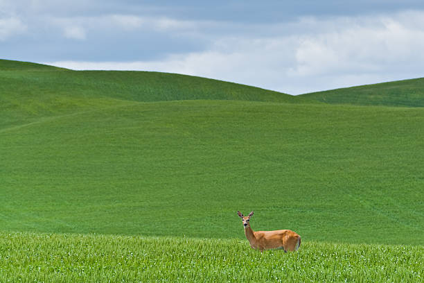 Deer Grazing in a Wheatfield The Palouse is a rich agricultural area encompassing much of southeastern Washington State and parts of Idaho. It is characterized by low rolling hills mostly devoid of trees. Photographers are drawn to the Palouse for its wide open landscapes and ever changing colors. In the spring it is a visual mosaic of green. This picture of a deer grazing in a wheatfield was taken at Fugate Road near the town of Palouse, Washington State, USA. jeff goulden palouse stock pictures, royalty-free photos & images