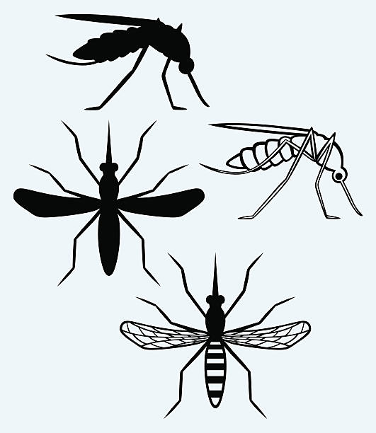 Silhouettes of mosquito vector art illustration