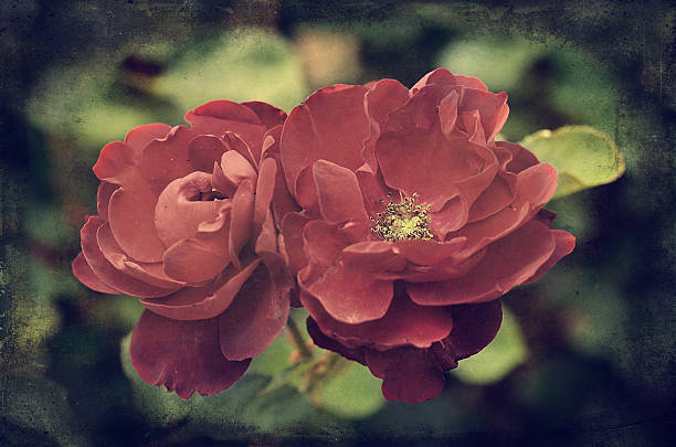 istock Vintage photo of a roses 501864133