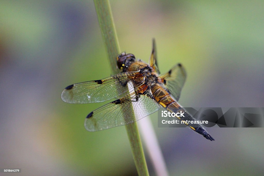 Brytyjskie brown dragonfly obraz/common dragonfly/four-spotted pościg (Libellula quadrimaculata) - Zbiór zdjęć royalty-free (Bliskie zbliżenie)