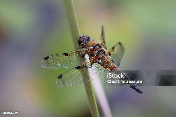 Brytyjskie Brown Dragonfly Obrazcommon Dragonflyfourspotted Pościg - zdjęcia stockowe i więcej obrazów Bliskie zbliżenie