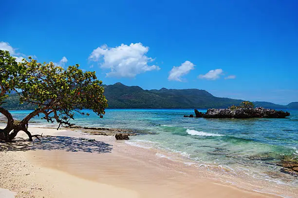 Reef, Playa rincon beach, Samana, Dominican republic 