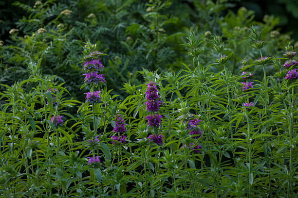 citron beebalm - beebalm photos et images de collection