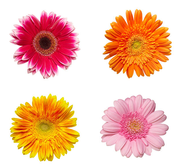 istock flower nature garden botany daisy bloom 501866469