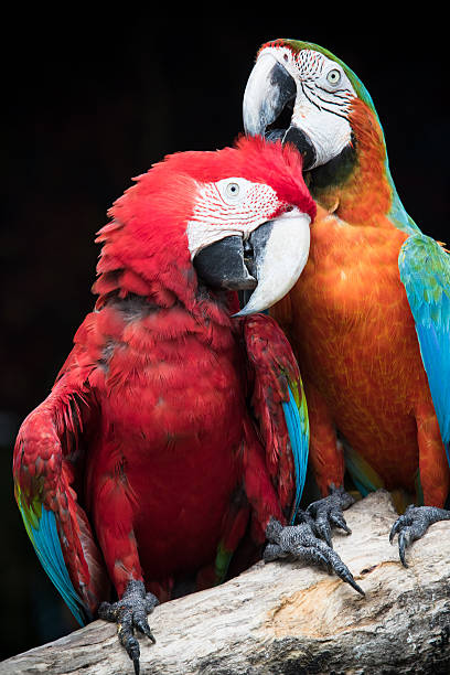 istock lovely couples of macaw birds 501879128