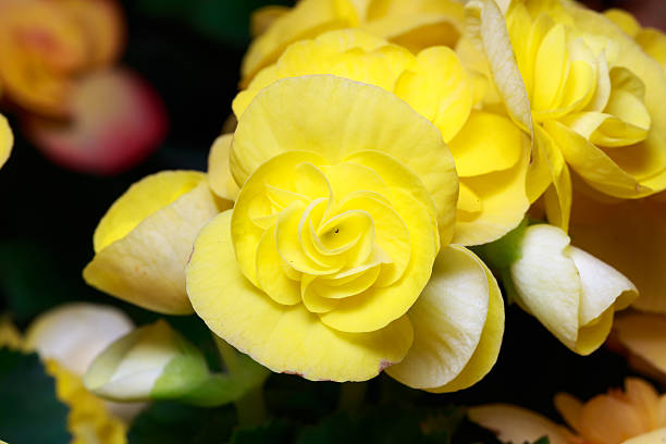 istock yellow begonia flowers 501879182