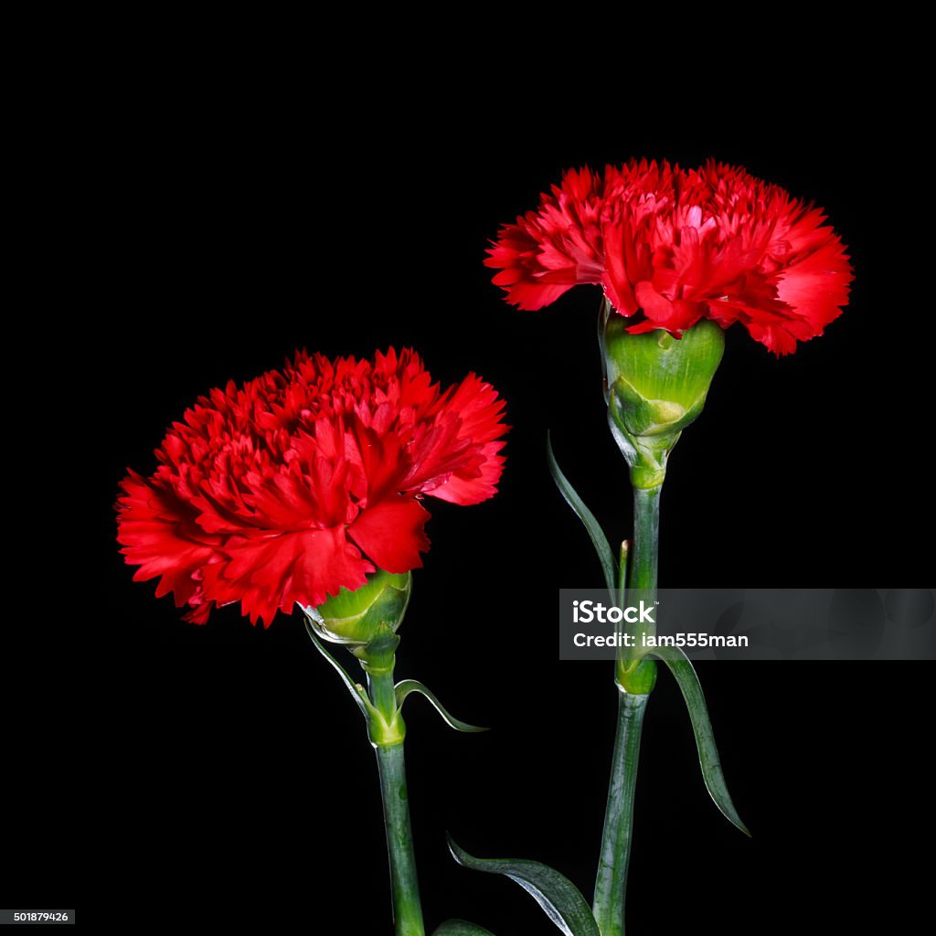 red carnation flowers on black background red carnation flowers isolated on black background 2015 Stock Photo