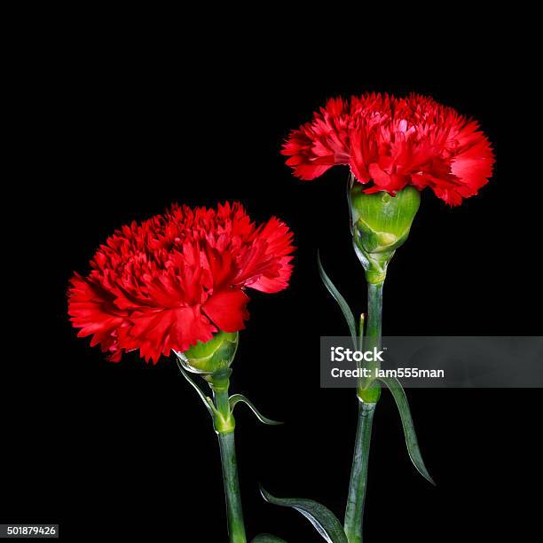 Red Carnation Flowers On Black Background Stock Photo - Download Image Now - 2015, Beautiful People, Beauty