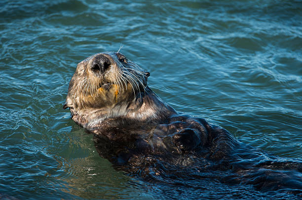 istock Close-up of Sea Otter Eating Shellfish 501879886