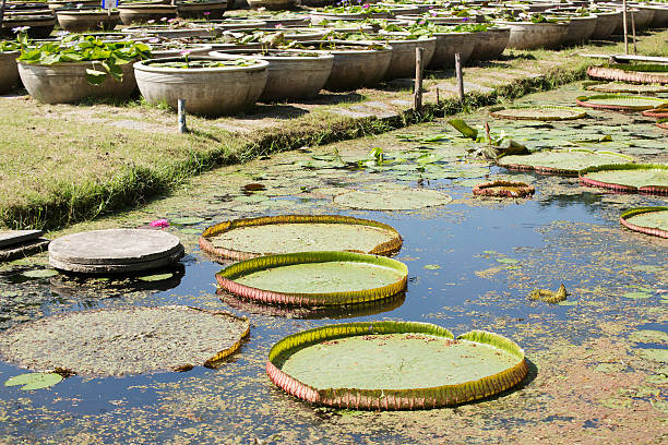 istock Lotus in the garden 501880458