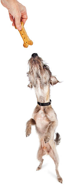 istock Dog Standing Reaching For Treat 501883316