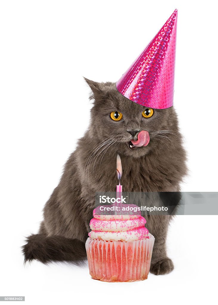 Feliz cumpleaños Cat con rosa magdalena con glaseado - Foto de stock de Cumpleaños libre de derechos