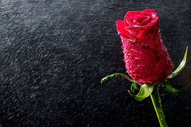 rose rouge avec des gouttes d'eau - bouquet wedding bride flower photos et images de collection