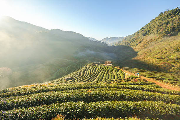 istock Tea farm, Doi Angkhang mountain, Chiangmai, Thailand 501883736