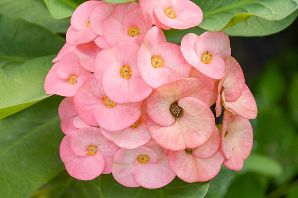 istock pink Euphorbia flower 501885350