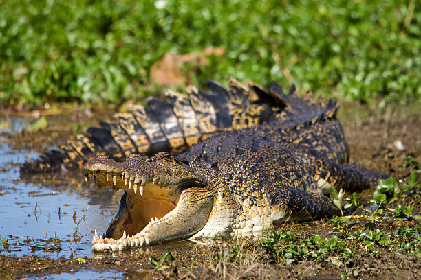 istock Australian Saltwater Crocodile 501885476